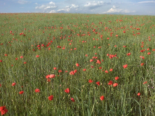 Primavera