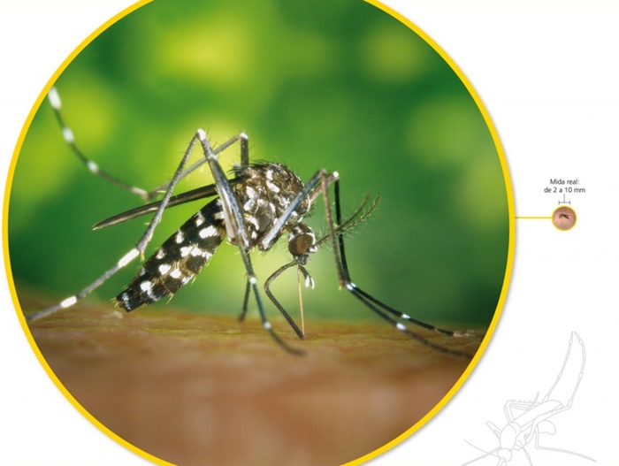 Mosquit tigre