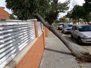 Arbre caigut després pluges 15 oct 2018.jpg