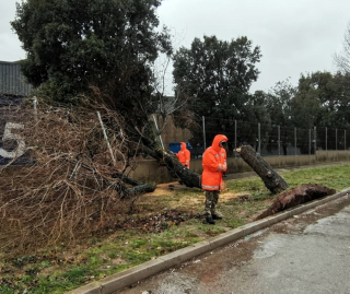 Arbre caigut Polígon 2 20 gener 2020 pet.jpeg