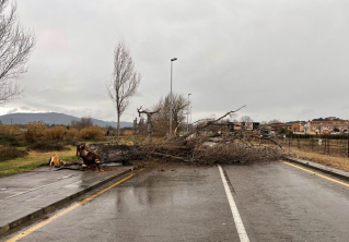 Arbre Caigut Ronda Verda 22 gener 2021 ret.jpg