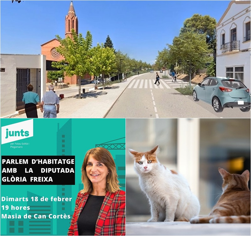 Collage Palau Notícies 18 de febrer 2025.jpg