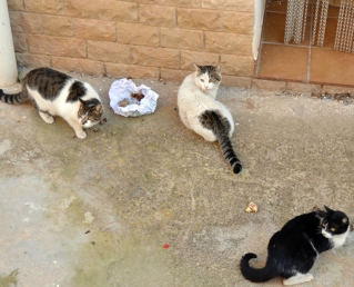 Gats al carrer ret.JPG