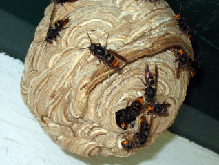 Niu Vespa velutina ret.jpg
