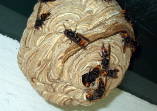 Niu Vespa velutina.jpg