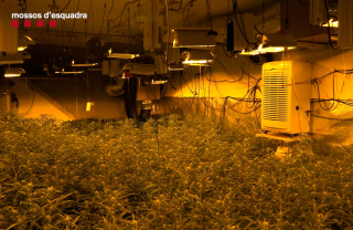 Plantació Marihuana operació febrer Mossos 2021 2 ret.jpg