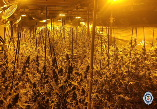 Plantació Marihuana operació Policia Local maig 2021 ret.jpg